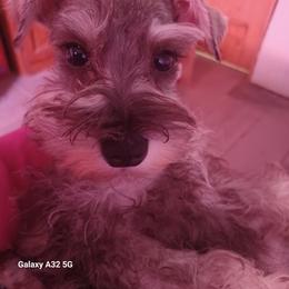 Honey - Salt and pepper female Miniature Schnauzer puppy in Ogema, Minnesota from Belinda Donley's Miniature Schnauzer