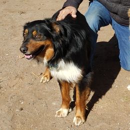Chip - Australian Shepherd