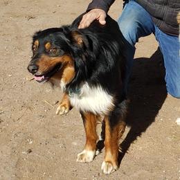 Chip - Australian Shepherd