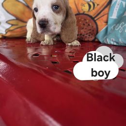 Basset Hound Puppies from Synbella's Charming Basset's