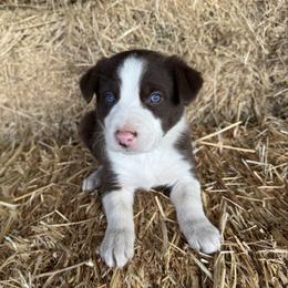 Boy 2 - Red male Border Collie puppy in Centerville, Washington from Forthright Farms