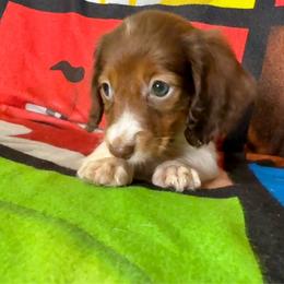 Trixy - Piebald female Dachshund puppy in Magnolia, Texas from Hillyard Ranch