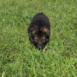 Dark blue collar - Sable male German Shepherd puppy in Oscoda, Michigan from Sstar