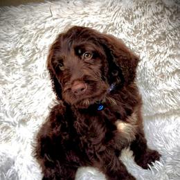 Henry - Chocolate male Labradoodle puppy in Spur, Indiana from Purple Heart Canines
