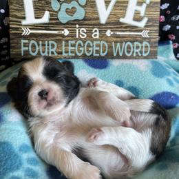 Shih Tzu Puppies from Aloha Shih Tzu