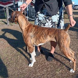 Blaze - Boxer