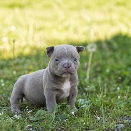 Ramsey - Lilac female American Bully puppy in Puyallup, Washington from Gamer Bullyz