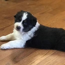 Australian Shepherd Puppies from Moss Cross Creek Aussie’s