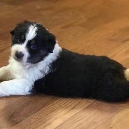 Australian Shepherd Puppies from Moss Cross Creek Aussie’s