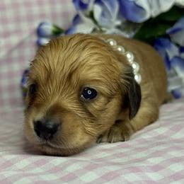 Chanel - Red female Dachshund puppy in Waseca, Minnesota from Dragonfly Doxies