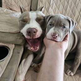 American Pit Bull Terrier Puppies from Mika Tica Kennels