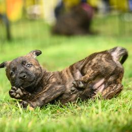 Orange Collar - Gold brindle Dutch Shepherd puppy in Dallas, Georgia from Bluestone Creek Dutch Shepherds