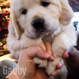 Golden Retriever Puppies from Dewbury Dream Goldens