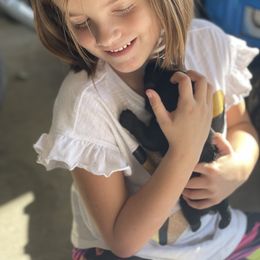 Scottish Terrier Puppies from Heart of America Scotties