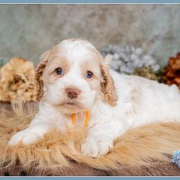 Shamrock - Red and white female Cockapoo puppy in Connersville, Indiana from Deaz Doodle Ranch