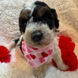 Snoopie - black and white Female with tan points - Parti female Poodle puppy in Canfield, Ohio from Poo's Doo's & Inu's