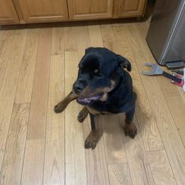 Ace - Black and rust male Rottweiler puppy in Detroit, Michigan from Rottweiler Land