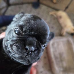 Tammy - Black female Pug puppy in Madera, California from Hills Pugs