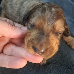 Crosby - Chocolate merle male Bernedoodle puppy in Lafayette, Alabama from Williams Lake Doodles