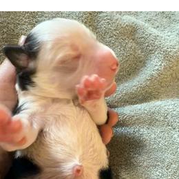 September - Black and white female Border Collie puppy in Lebanon, Oregon from Cahill’s Canines