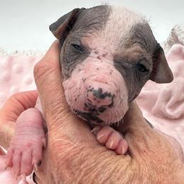 Girl 4 - female Xoloitzcuintli puppy in West Jordan, Utah from Majestic Nakids