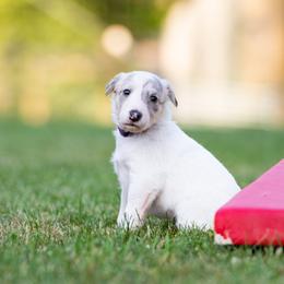 Yoda - White male Silken Windhound puppy in Michigan from Regalant Silken Windhounds