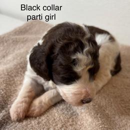 Girl 1 - Parti female Poodle puppy in Colorado Springs, Colorado from Pikes Peak Doodles