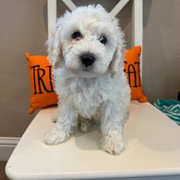 Goldendoodle Puppies from Pacific Goldendoodle, LLC