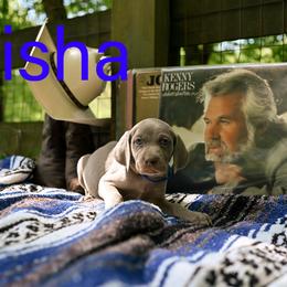 Trisha - Silver gray female Weimaraner puppy in Talking Rock, Georgia from North Georgia Weims