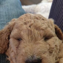 Goldendoodle Puppies from Bailey's Bunch