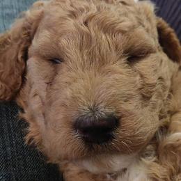Goldendoodle Puppies from Bailey's Bunch