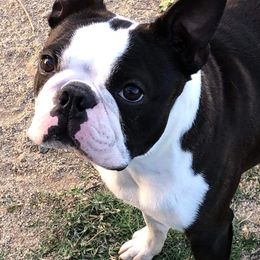 Boston Terrier Puppies from Big Sky Bostons