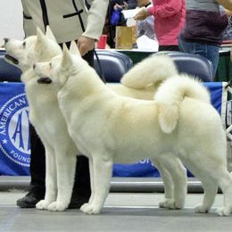 Akita All Grown Up from Mayoke Akitas
