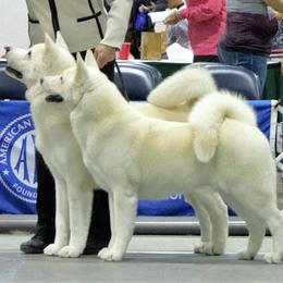 Akita All Grown Up from Mayoke Akitas