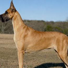Great Danes from Notorious Great Danes