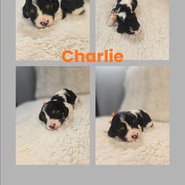 Charlie Brown - Tri-color male Cavapoo puppy in Newdale, Idaho from Canyon Creek Puppies