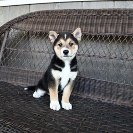 Boy 2 - male Shiba Inu puppy in Arcola, Illinois from Highline Puppies