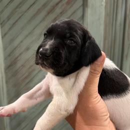 Stonie - Black and white male German Shorthaired Pointer puppy in Hot Springs, Virginia from Thunder Mountain Gun Dogs