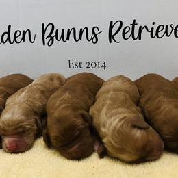 Golden Retriever Puppies from Golden Bunns Retrievers