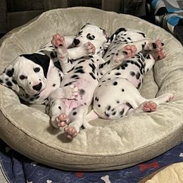 Dalmatian Puppies from Alofa Dalmatians