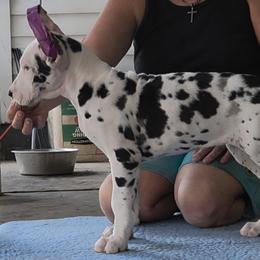 RWB, CROPPED FEMALE HARLEQUIN - Harlequin female Great Dane puppy in Hickman, Kentucky from Tidal Wave Danes