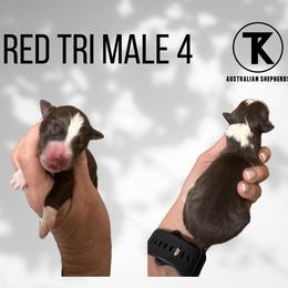 Hitch RTM4 - Red tri male Miniature Australian Shepherd puppy in Nacogdoches, Texas from TK Standard, Mini, & Toy Aussies