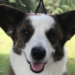 Fever - Cardigan Welsh Corgi