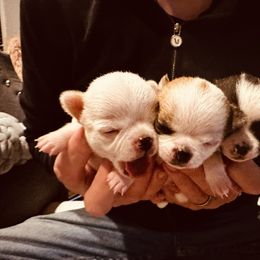 Chihuahua and Labrador Retriever Puppies from Gold Country Chihuahuas