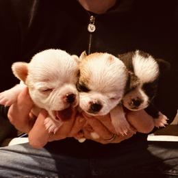 Chihuahua and Labrador Retriever Puppies from Gold Country Chihuahuas