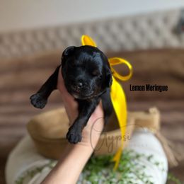 Lemon Meringue - Tri-color male Bernedoodle puppy in Herriman, Utah from Gypsi Doodles & Poodles LLC.