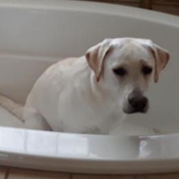 Labrador Retrievers from Sugar Delight Labradors