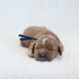 Blue Collar Boy - Caramel male Australian Labradoodle puppy in Thousand Oaks, California from Lovely Doodle Lane