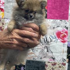 Crouton - Orange male Pomeranian puppy in Avon Park, Florida from Mariska's Pomeranians