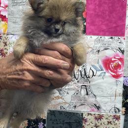 Crouton - Orange male Pomeranian puppy in Avon Park, Florida from Mariska's Pomeranians